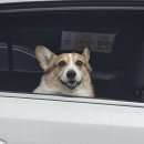 골드독 펜션 | 태안 골드독 본관 101호 수영장있는 반려견 펜션 솔직후기🏡