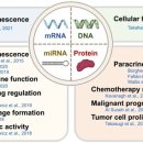 Re: The role of extracellular vesicles in cellular senescence 2022 이미지