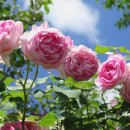 장미의거리8 이미지