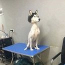 댕댕이미용 이미지