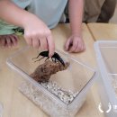 구지초교병설 이미지