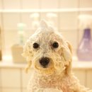 개운하개 이미지