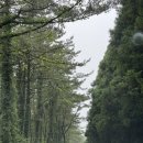 숲 | 제주 비밀의숲 후기