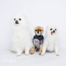 멍치원 | 부산 애견유치원 멍치원 달링랜드의 일기 ! 🐾 &#34;우리 강아지가 하루를 어떻게 보내느냐가 달라졌어요&#34;