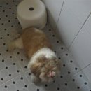 앙두 이미지