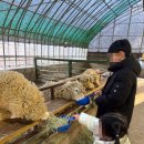 황소농장 | 강릉 아이랑 가볼만한 곳 동물먹이주기 체험 대관령아기동물농장