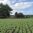 제주신공항부동산공인중개사사무소 이미지