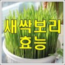 🌱새싹 보리의 효능🌱 이미지