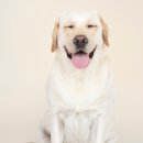 24시 신도림S동물의료센터 이미지