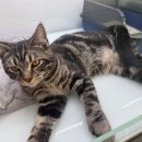 냥이의하루 카페.분양 이미지