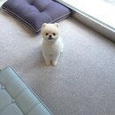 늘 예쁘개 네이버블로그