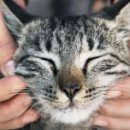 고양이랑 이미지