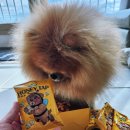 꿀강아지 | 강아지 반습식 간식 허니탭 후기, 기호성 좋은 꿀 코팅 간식 리얼후기