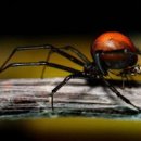 멜번에서 화장실 가실때 독거미 Redback Spider 확인하세요... 이미지