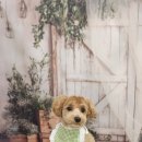 안나펫살롱 이미지