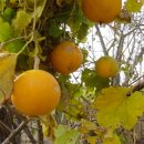 하늘타리 이미지