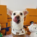 비어마이독 이미지