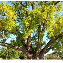 장덕리은행나무 이미지