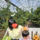 제주 롯데호텔 : 세살 아기와 생일파티, 키즈라운지, 산책 (+)3박4일 일정, 서귀포 한라봉따기 체험기