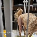 쿨펫동물병원 킨텍스점 | 슬개골 양측 탈구 수술 2일차 후기 / 견진단 / 일산 쿨펫동물병원 킨텍스점/ 말티푸 1살 / 펫보험 접수