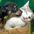 개와고양이 이미지