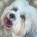 아이펫동물병원 이미지