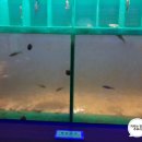 우포 잠자리 나라 이미지