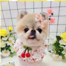 댕실 댕실 이미지