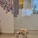 The 사랑할개(더사랑할개) 이미지