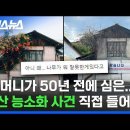 다신 피어날 수 없는 ‘경산 능소화의 추억’ 이미지