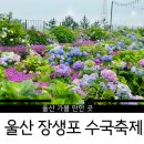 수국의 뜰 | [울산]2025 장생포 수국축제 솔직 후기｜입장료 3천원으로 즐긴 라벤더뜰+고래광장+플리마켓 꿀팁!
