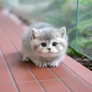 왕발고양이 이미지
