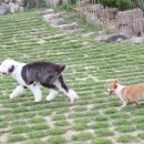 개와 사람(애견호텔) 이미지