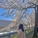 지에스25송탄부영점 | 평택 은혜로 벚꽃 만개 현황 사진 찍기 좋은 스팟과 주차 꿀팁