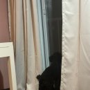 겨우리애견 | 겨우리랑 4월의 강릉 1