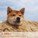 동산리 해수욕장 화장실 이미지