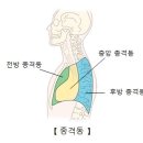 악성 종격동 종양Malignant mediastinal tumor종양혈액질환, 호흡기질환 이미지