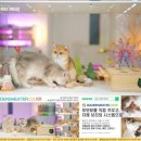 힐링캐터리 이미지