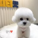 피터펫 논현점 이미지