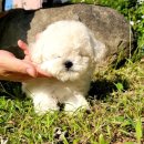 댕스마일 이미지