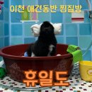 까치사우나 | 이천 애견동반 찜질방 휴일도ㅣ1500평 강아지 사우나 솔직후기