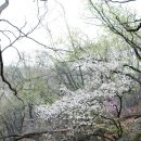 2018년 4월7일(토) 너란 봄!!!~꽃길속 진달래능선으로(북한산) 이미지