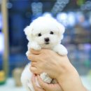 달링하이울산 이미지