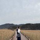 갈대습지공앞앞 | 전남 순천 가볼만한곳 순천만습지 갈대밭 포토스팟