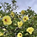 제주 올레길 3코스 A 이미지