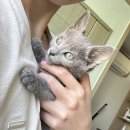 대전 고양이분양 퍼스트캣 대전점 이미지