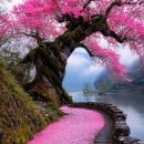 완도호랑가시나무 가로수길 | 완도수목원을 둘러보다