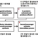 칼슘이온 신호전달자 이미지