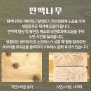 편백나무침대가구 | 편백나무 침대 프레임 추천 내돈내산 효도선물 레브가구 뉴 윈드 퀸(Q) 솔직 후기