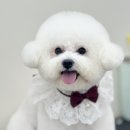 코코몽드 이미지